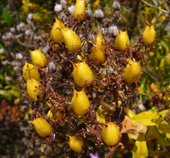 Imagem de Hypericum canariense L.