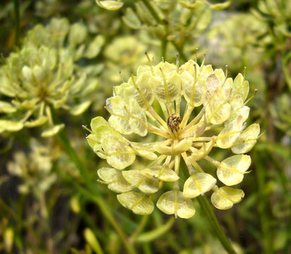 Plancia ëd Iberis linifolia L.