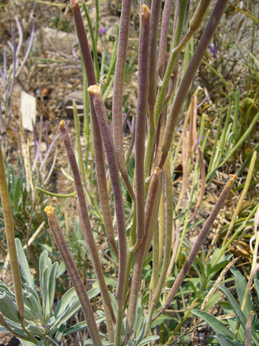 Plancia ëd Matthiola incana (L.) W. T. Aiton