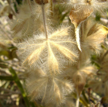 Image of Phlomis lychnitis L.