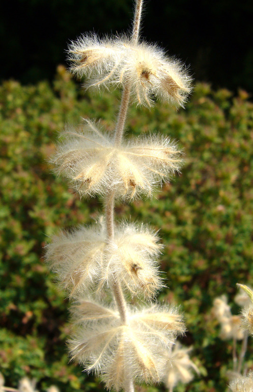 Image of Phlomis lychnitis L.