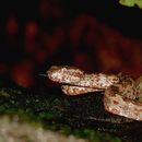 Plancia ëd Trimeresurus malabaricus (Jerdon 1854)