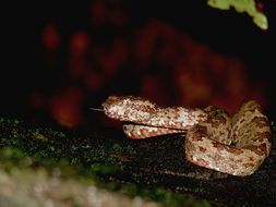 صورة Trimeresurus malabaricus (Jerdon 1854)