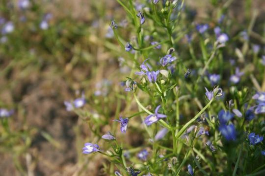 Image of elegant calicoflower