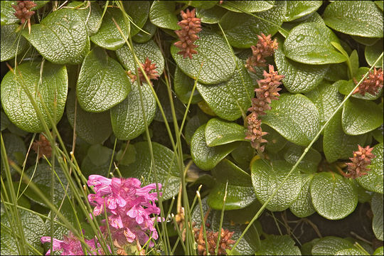 Image of netleaf willow