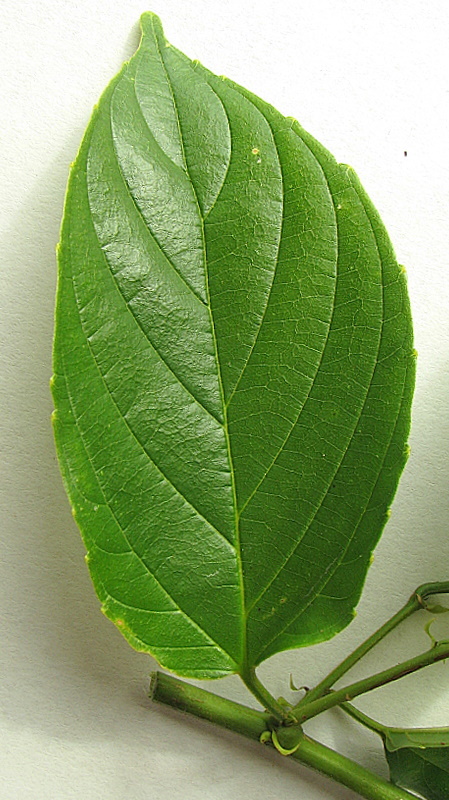 Image of Gouania blanchetiana Miq.