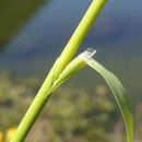 Image of <i>Agrostis avenacea</i>