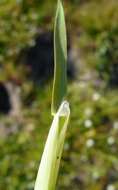 Image of Pacific foxtail