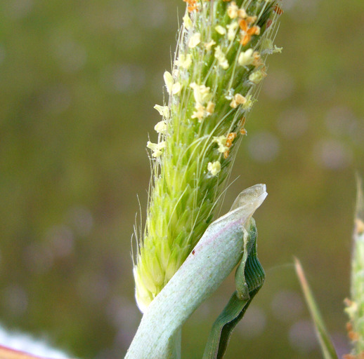 Image of Pacific foxtail