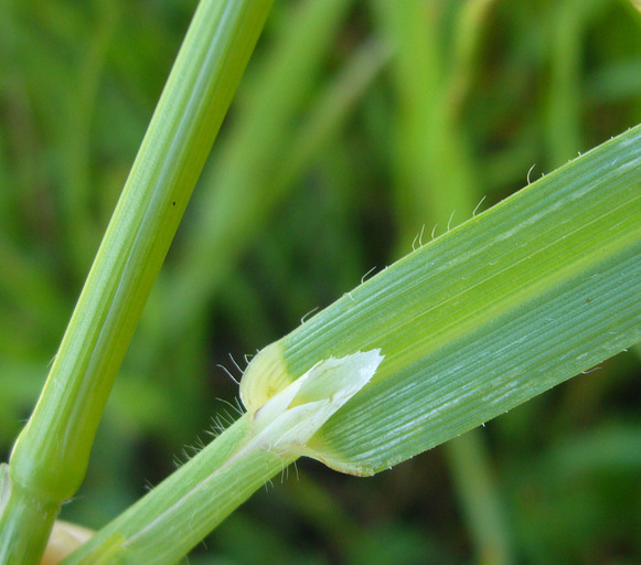 Image of wild oat