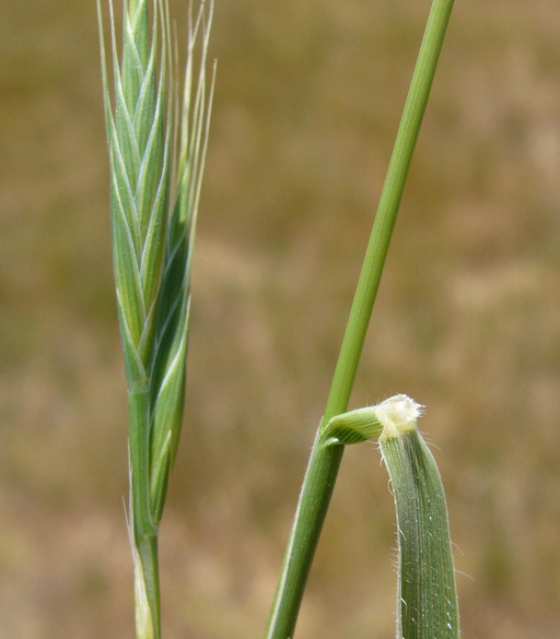 Image of purple false brome