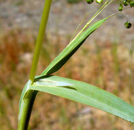 Image of little quakinggrass