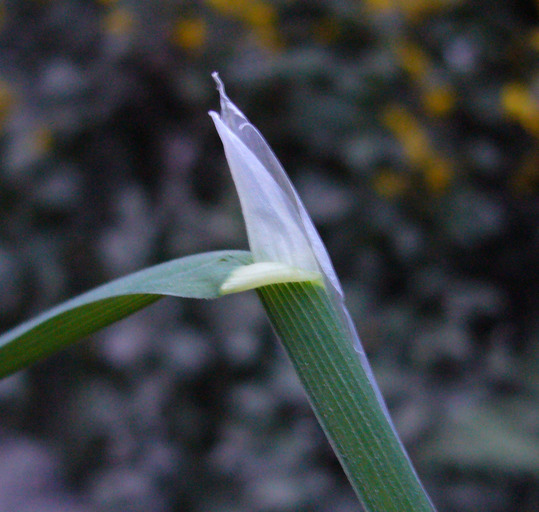 Image of Columbia brome