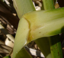 Plancia ëd Cortaderia jubata (Lemoine) Stapf