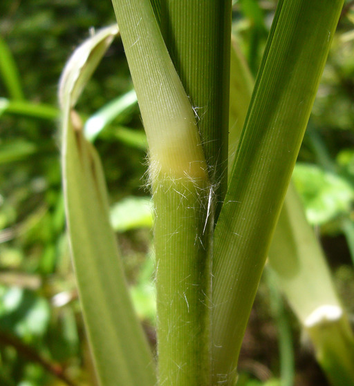 Image of purple pampas grass