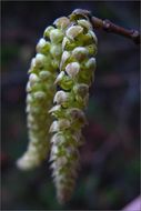 Imagem de Corylus cornuta subsp. californica (A. DC.) A. E. Murray