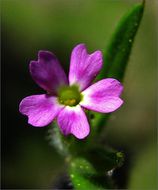 Image of slender phlox