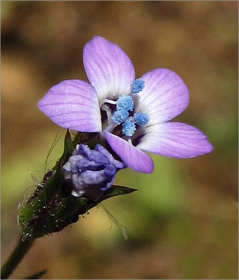 Image of purplespot gilia