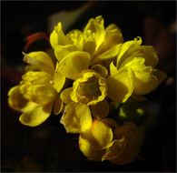 صورة <i>Berberis aquifolium</i> var. <i>repens</i>