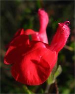 Imagem de Salvia microphylla Kunth