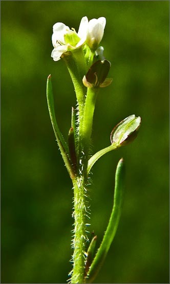 Image of shining pepperweed