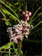 Image de Asclepias fascicularis Decne.