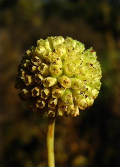 Image of common buttonbush