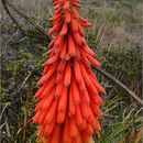 Image of Red hot poker