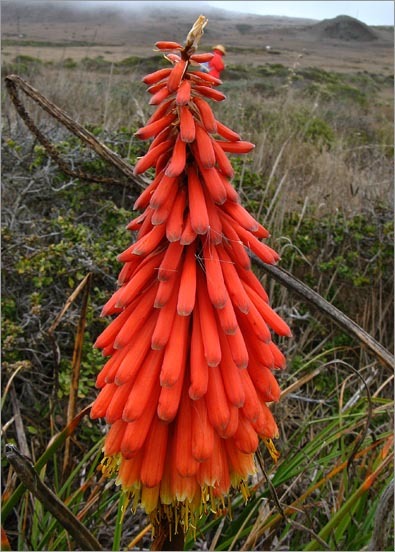 Kniphofia uvaria (L.) Oken resmi