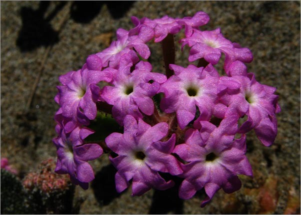 Image of pink sand verbena