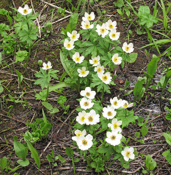 Image of <i>Trollius albiflorus</i>