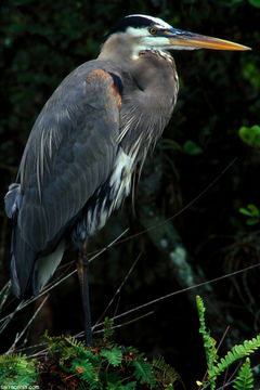 Image of Great Blue Heron