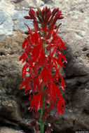 Image of Cardinal Flower