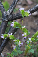 Phacelia suaveolens Greene的圖片