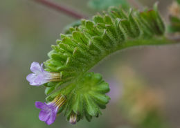 Image of sweetscented phacelia