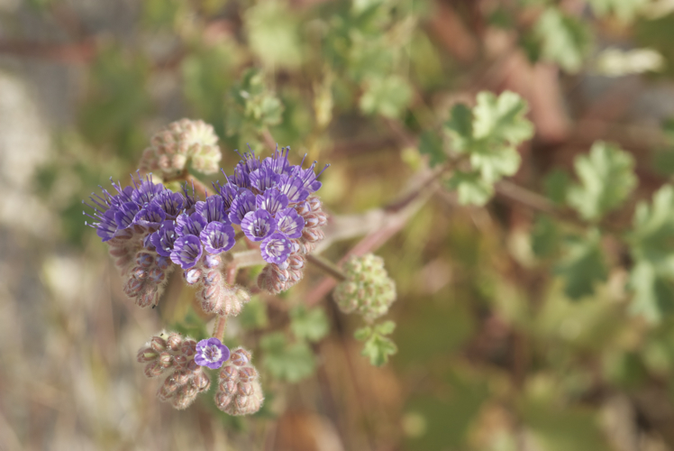 Image of pedicellate phacelia