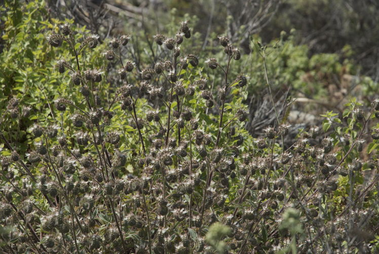 Image of Kaweah River phacelia