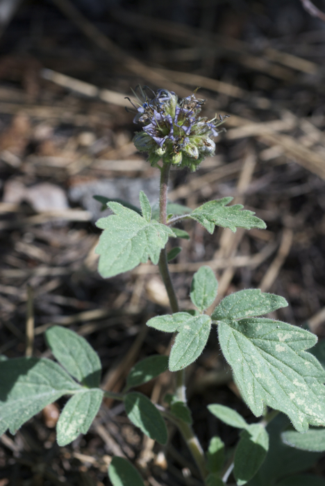 Phacelia hydrophylloides Torr. ex A. Gray的圖片