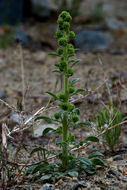 Phacelia heterophylla var. virgata (Greene) R. D. Dorn resmi