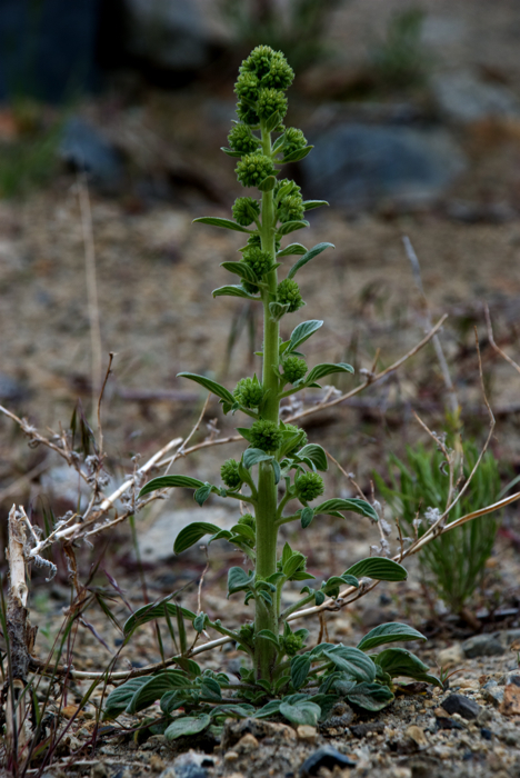 Phacelia heterophylla var. virgata (Greene) R. D. Dorn的圖片