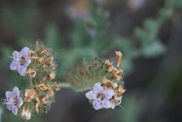 Image of branching phacelia