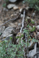 Image of branching phacelia