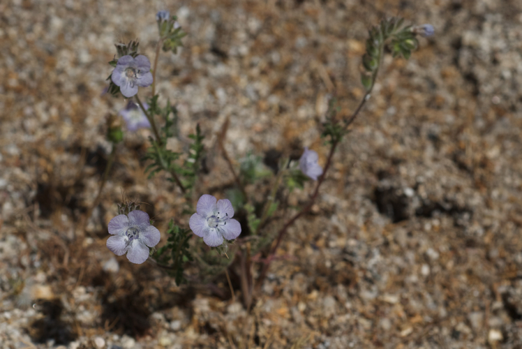 Image of distant phacelia