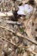 Image of narrowflower flaxflower