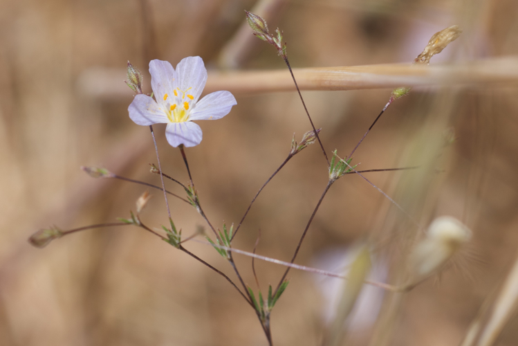 Image of narrowflower flaxflower