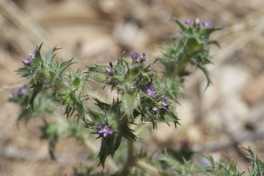 Imagem de Navarretia atractyloides (Benth.) Hook. & Arn.