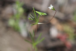 Image of <i>Leptosiphon harknessii</i>