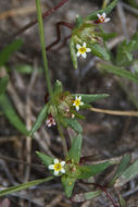 Image of Small-Flower Starlet