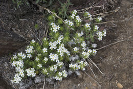 Image of Nuttall's linanthus