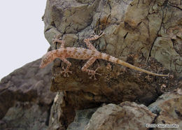 Image of Leaf-toed Gecko